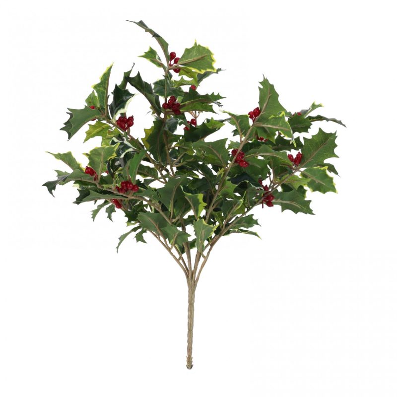 HOLLY BUSH