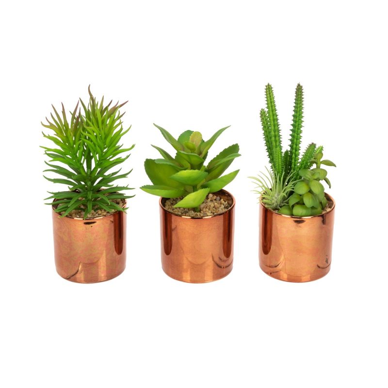 succulents in copper pots