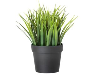 Grass
