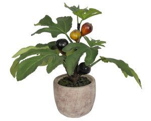fig plant