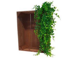 Hanging Plant