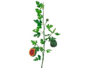 Melon Branch