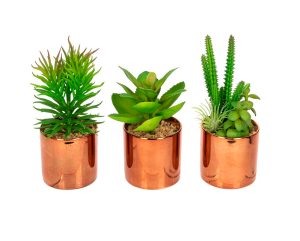 Set of 3 Succulents in Copper Pot