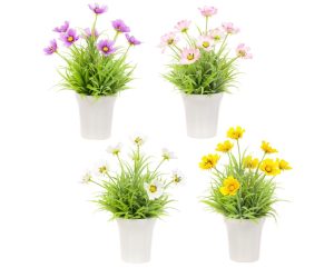 Cosmos Assorted Flower Set