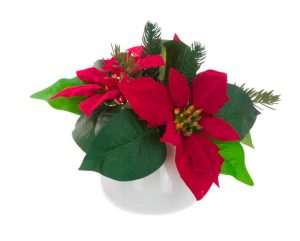 Potted Poinsettia