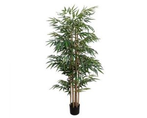 Bamboo Tree