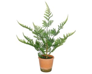 fern