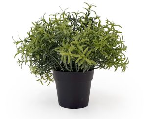 herb