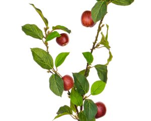 Artificial Apple Branches
