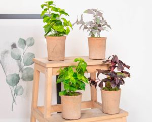 Set of 4 Potted Herbs