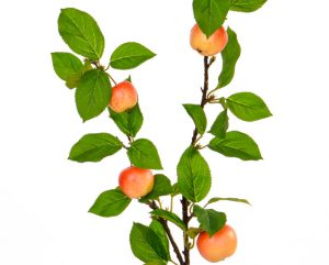 Apple Branches