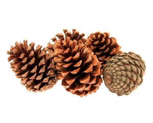 Natural Pinecones