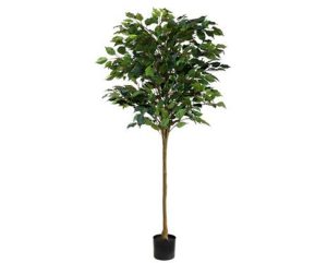 Artificial Ficus Plant