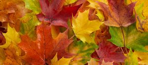 Seasonal